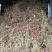 小叶扶芳藤地苗长度80cm一1m，基地有量，欢迎来订购。
