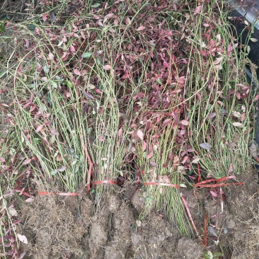 小叶扶芳藤地苗长度80cm一1m，基地有量，欢迎来订购。