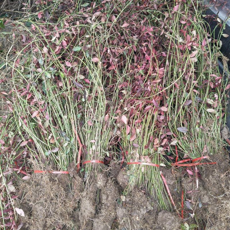 小叶扶芳藤地苗长度80cm一1m，基地有量，欢迎来订购。