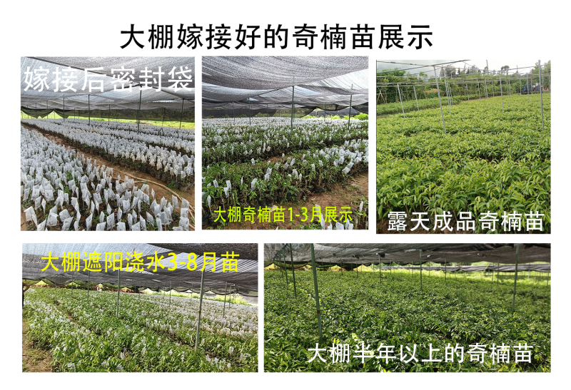 奇楠苗嫁接苗红骨凹身大小苗都有整车运齐楠母树，奇楠芽条