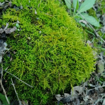 批发苔藓大灰藓长毛藓星星藓白发藓包邮各种苔藓