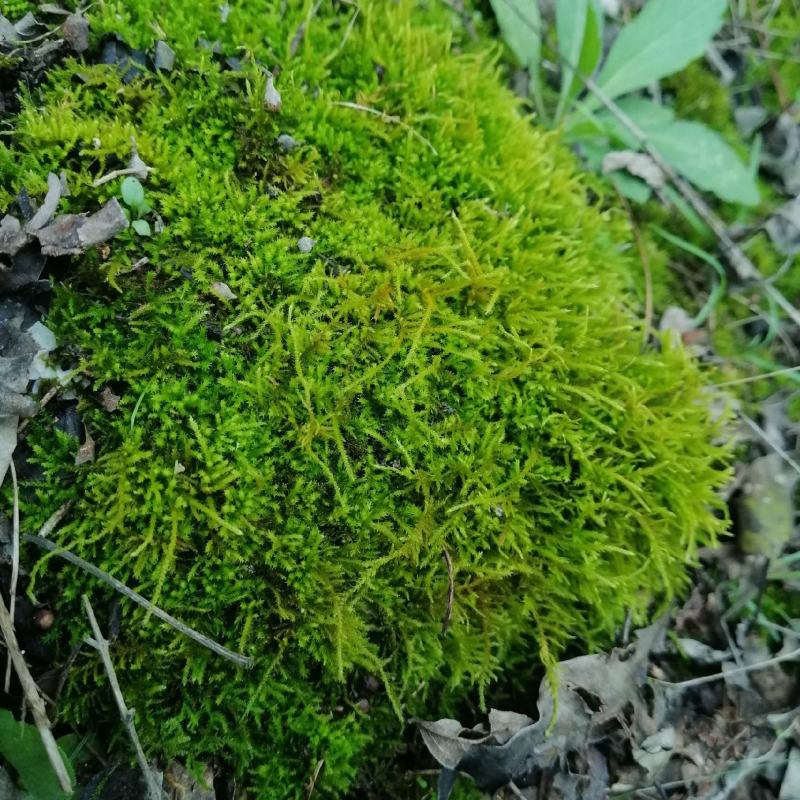 批发苔藓大灰藓长毛藓星星藓白发藓包邮各种苔藓