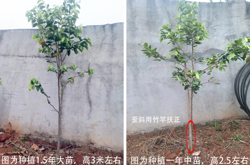 奇楠苗嫁接苗红骨凹身大小苗都有整车运齐楠母树，奇楠芽条