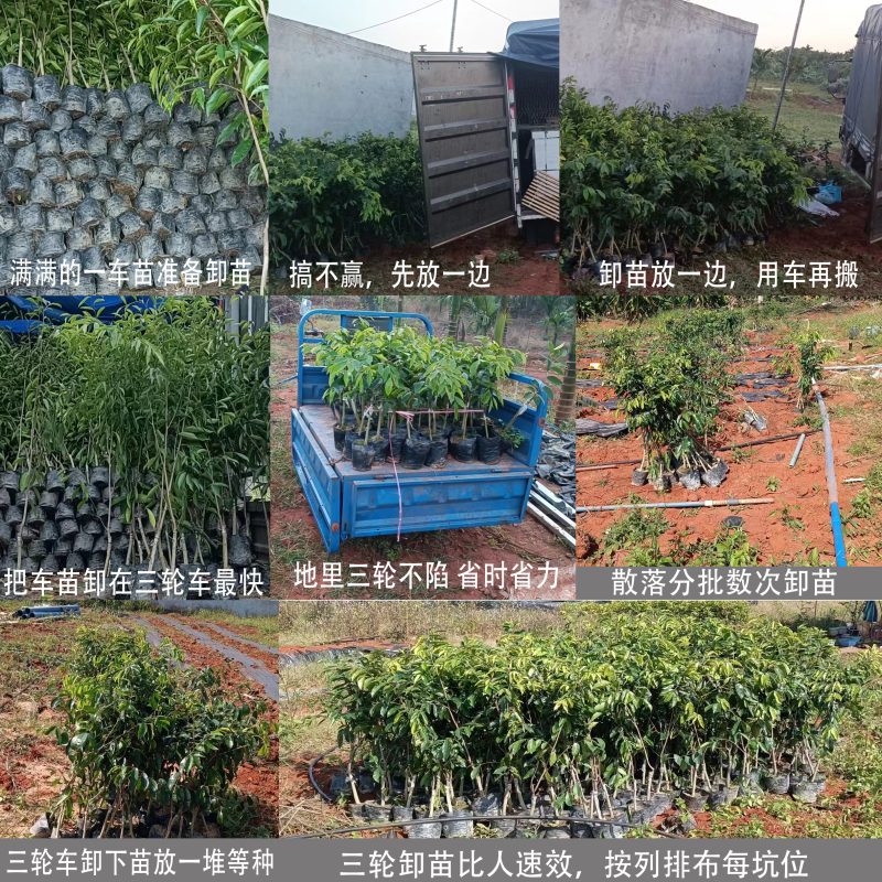 奇楠苗嫁接苗红骨凹身大小苗都有整车运齐楠母树，奇楠芽条