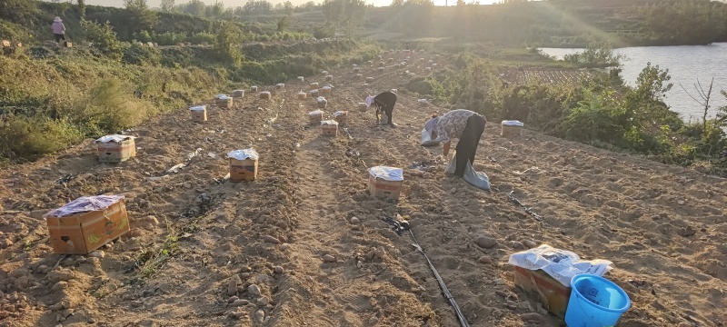 精品紫罗兰纯丘陵沙土地，口感香甜软糯，适合电，产地直销，