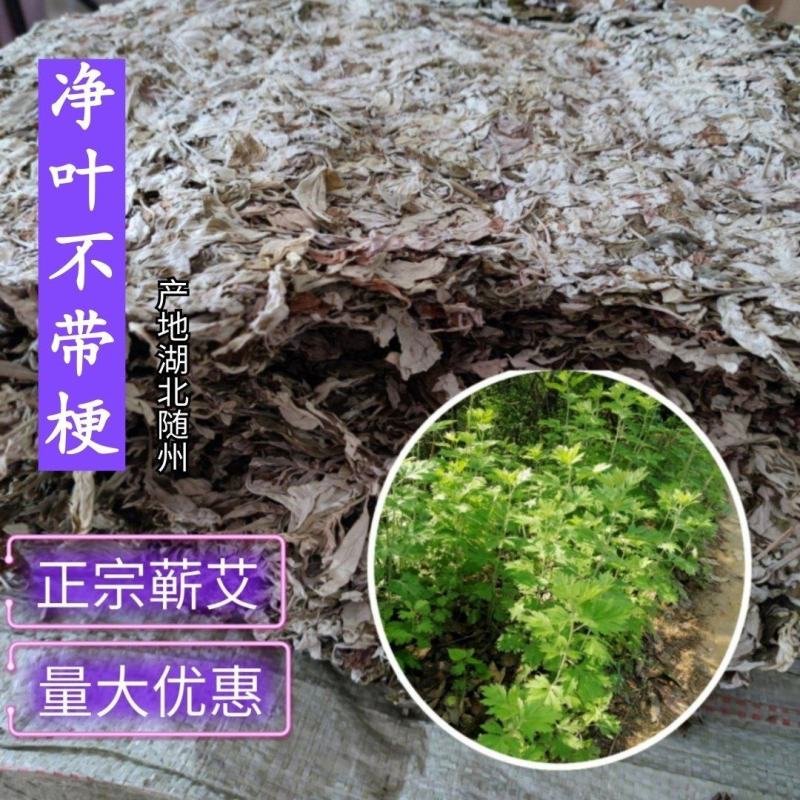 野生大白叶艾湖北蕲艾干艾叶中药草新艾陈艾批零干艾草包邮