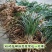 春兰优惠小批量包邮发矮兰花盆景绿植花卉苗好皮实易栽种