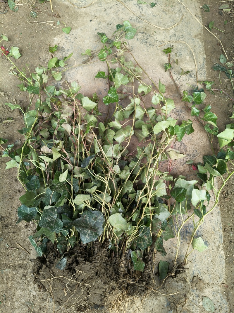 青叶常春藤地苗高度60一70cm，基地有量，欢迎来订购。