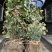 青叶常春藤地苗高度60一70cm，基地有量，欢迎来订购。