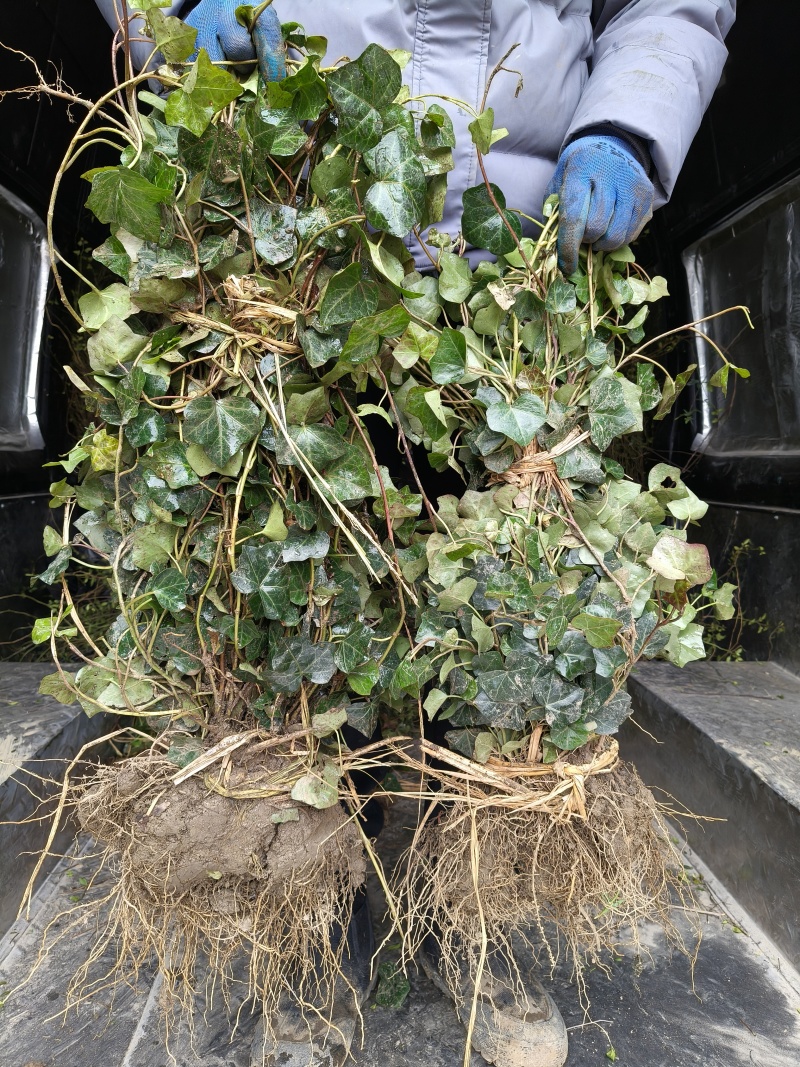 青叶常春藤地苗高度60一70cm，基地有量，欢迎来订购。