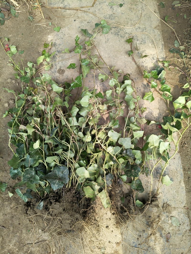 青叶常春藤地苗高度60一70cm，基地有量，欢迎来订购。