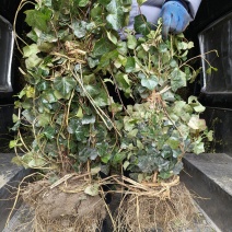 青叶常春藤地苗高度60一70cm，基地有量，欢迎来订购。