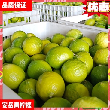 四川安岳柠檬种植基地直发新鲜青柠檬批发品质保证量大从优