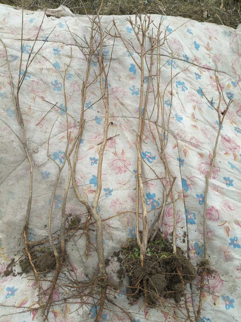 矮紫薇地苗高度40一50cm，基地有量，欢迎来订购。