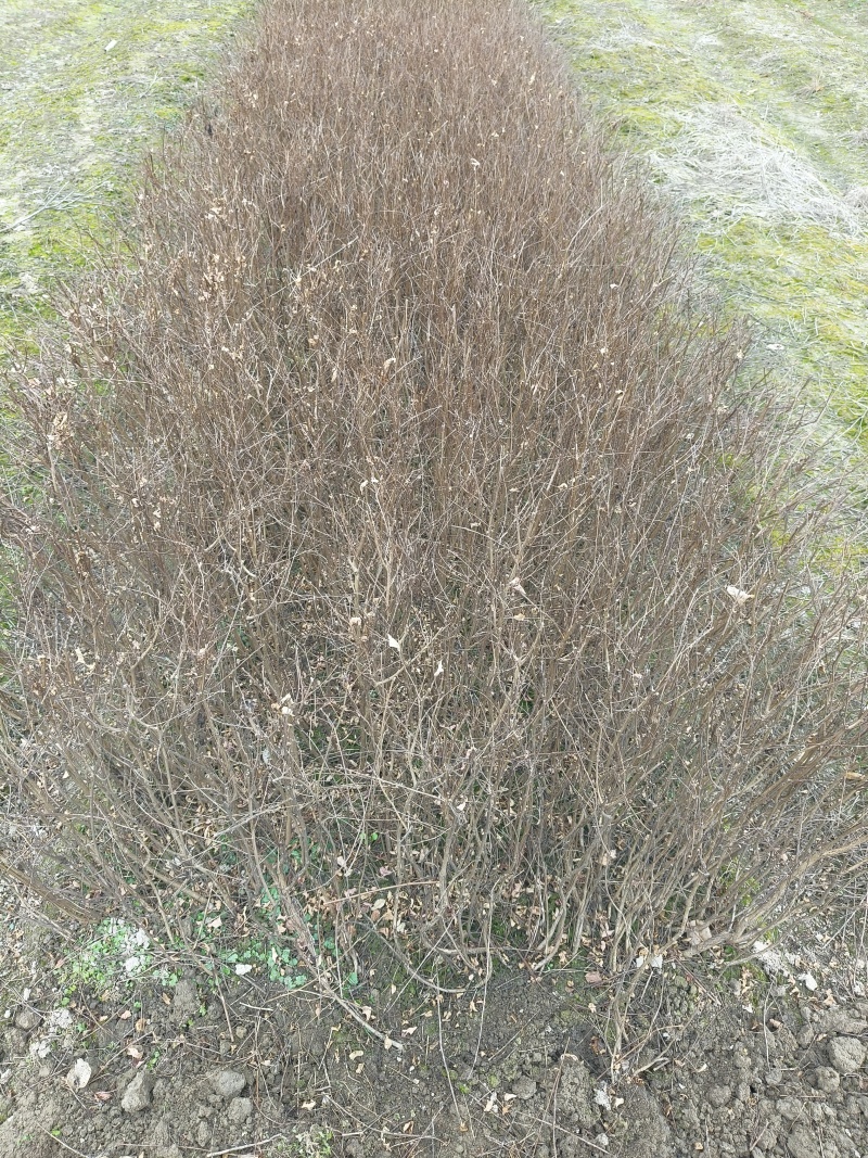 矮紫薇地苗高度40一50cm，基地有量，欢迎来订购。