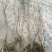 矮紫薇地苗高度40一50cm，基地有量，欢迎来订购。