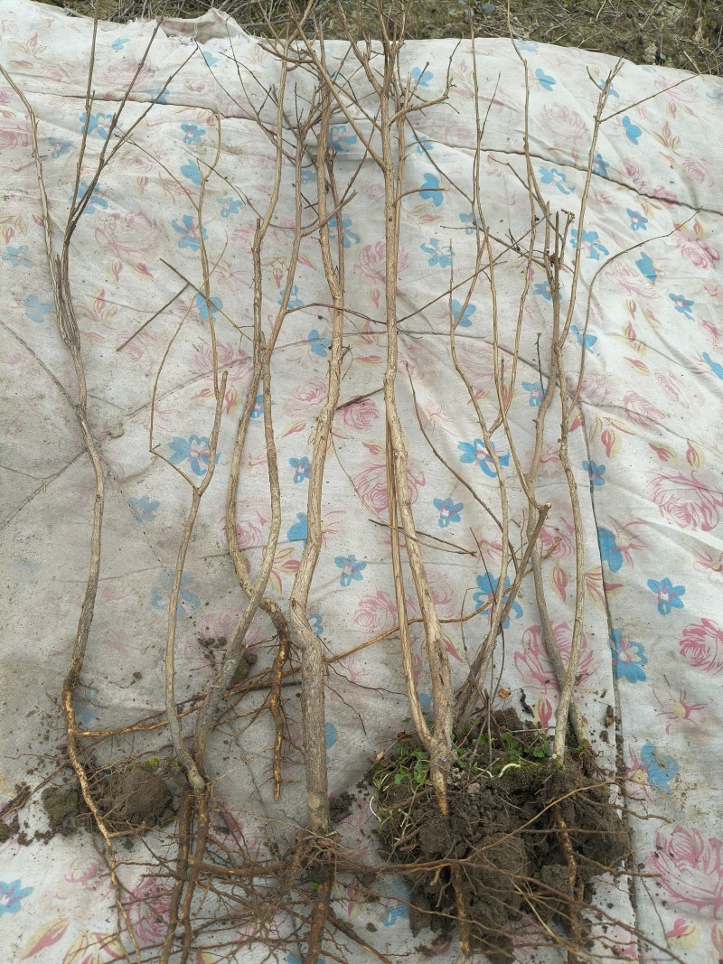 矮紫薇地苗高度40一50cm，基地有量，欢迎来订购。