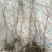 矮紫薇地苗高度40一50cm，基地有量，欢迎来订购。