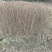 矮紫薇地苗高度40一50cm，基地有量，欢迎来订购。