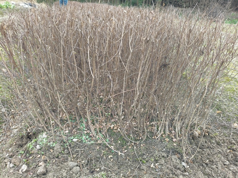 矮紫薇地苗高度40一50cm，基地有量，欢迎来订购。
