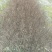矮紫薇地苗高度40一50cm，基地有量，欢迎来订购。