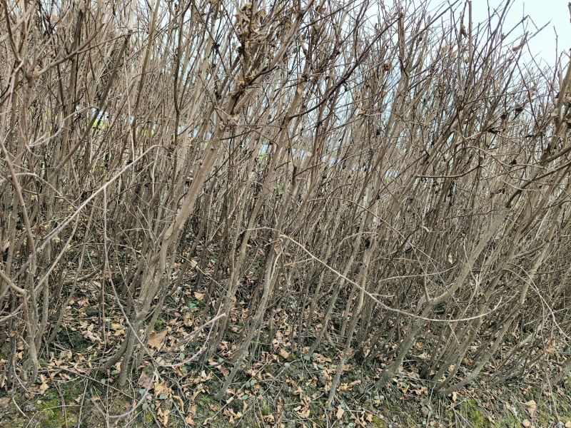 矮紫薇地苗高度40一50cm，基地有量，欢迎来订购。