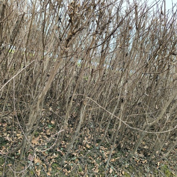 矮紫薇地苗高度40一50cm，基地有量，欢迎来订购。