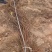 五叶地锦爬山虎地苗，长度70一80cm，基地有量，欢迎订