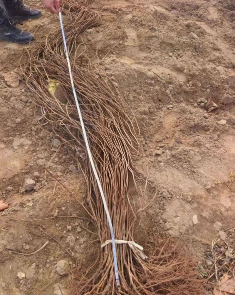 五叶地锦爬山虎地苗，长度70一80cm，基地有量，欢迎订