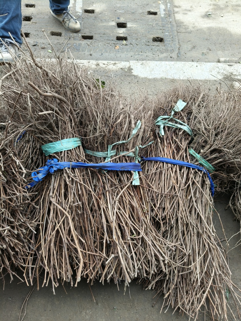 五叶地锦爬山虎地苗，长度70一80cm，基地有量，欢迎订