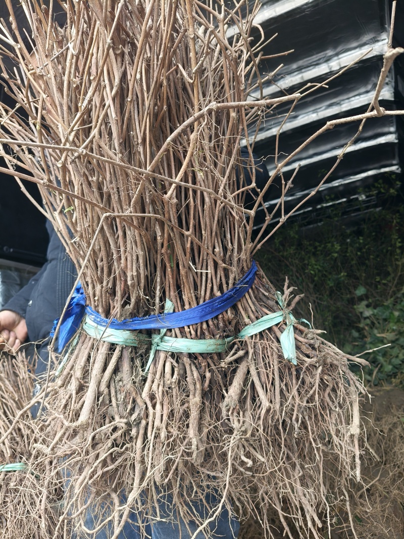 五叶地锦爬山虎地苗，长度70一80cm，基地有量，欢迎订