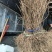 五叶地锦爬山虎地苗，长度70一80cm，基地有量，欢迎订