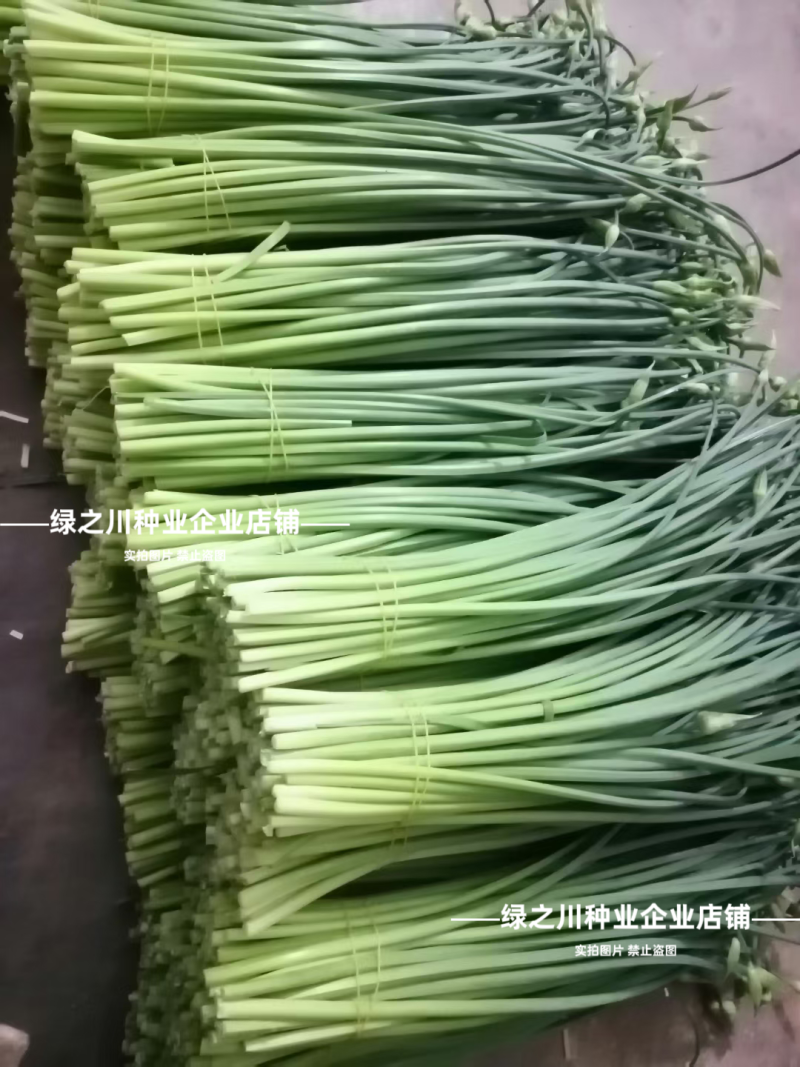 苔韭王子韭菜种子生长迅速耐寒抗病产量高叶苔兼用型苔韭种子