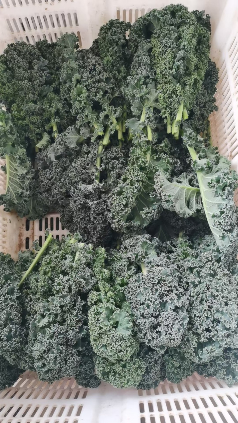 羽衣甘蓝