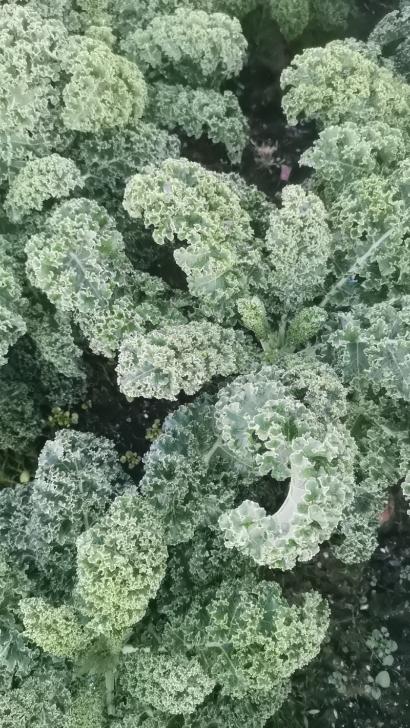 羽衣甘蓝