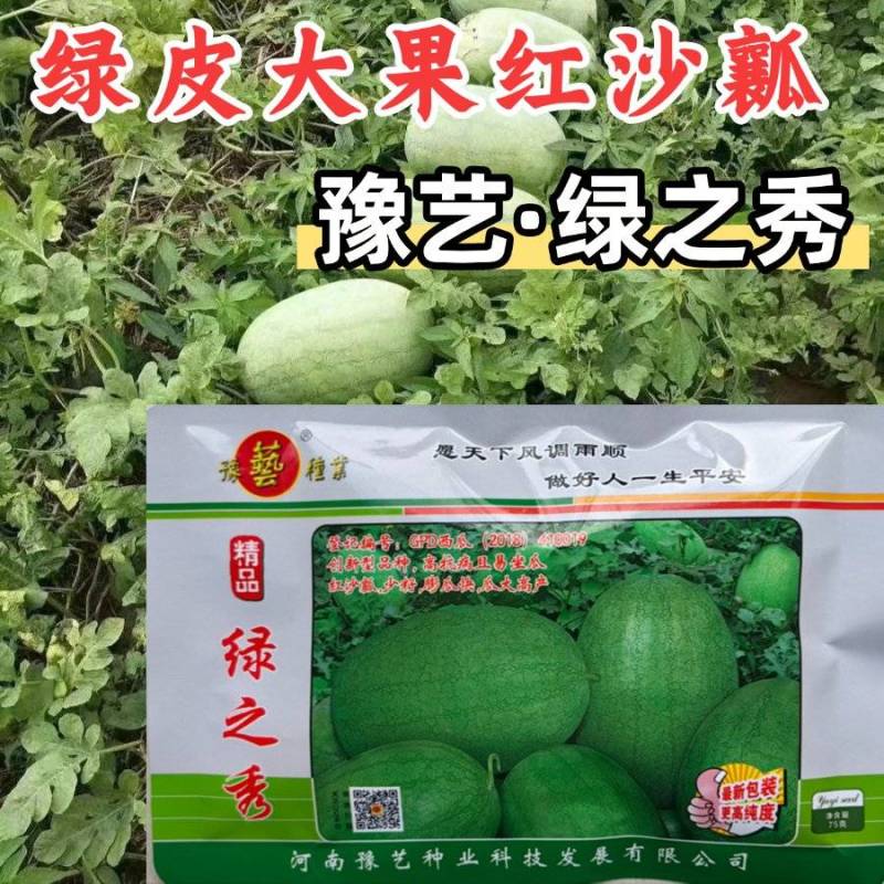 绿之秀西瓜种子豫艺绿皮青皮大果抗病红沙瓤超甜脆西瓜种子籽