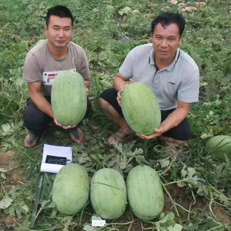绿之秀西瓜种子豫艺绿皮青皮大果抗病红沙瓤超甜脆西瓜种子籽