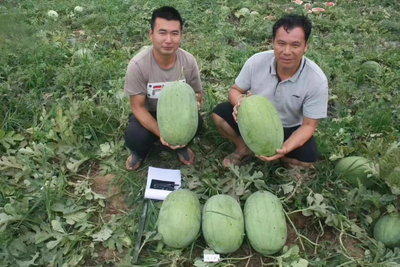 绿之秀西瓜种子豫艺绿皮青皮大果抗病红沙瓤超甜脆西瓜种子籽