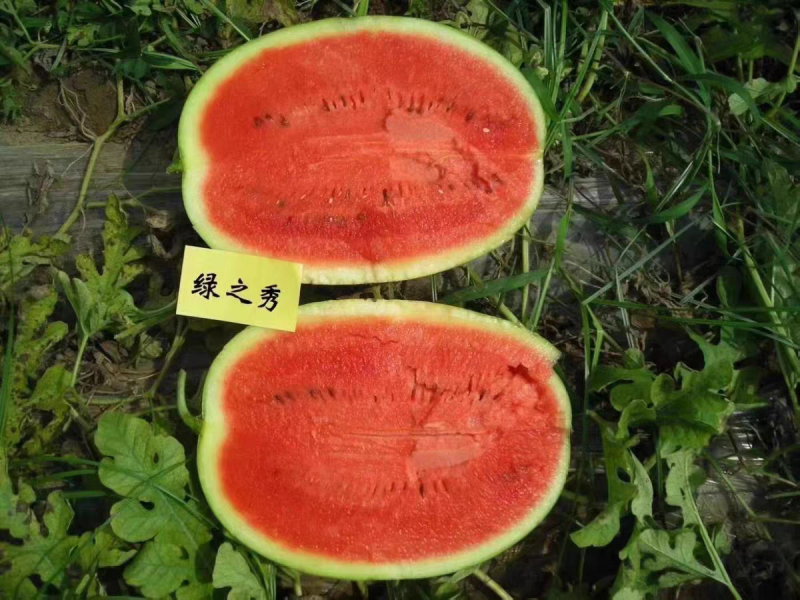绿之秀西瓜种子豫艺绿皮青皮大果抗病红沙瓤超甜脆西瓜种子籽