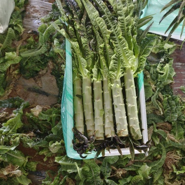 大棚尖叶莴苣山东莴笋，大量现货供应，现砍现发代发全国
