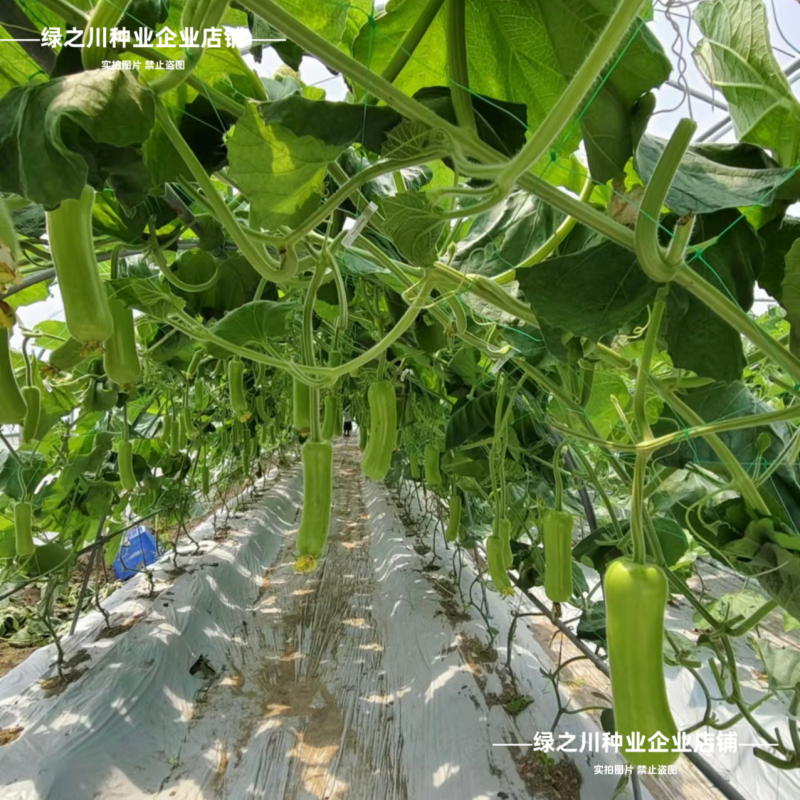 山东金丰瓠瓜种子短棒杂交瓠子四季高产早熟油亮蒲瓜种子