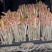 黄豆芽、绿豆芽