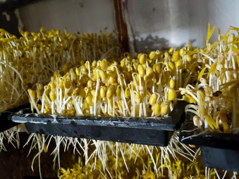 黄豆芽、绿豆芽