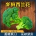 绿翡翠西兰花西南花产地一手货源支持打款发货