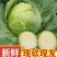 湖北甘蓝圆包菜京丰一号牛心包菜货源稳定整车代发诚