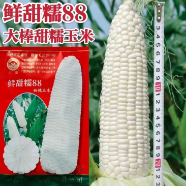 中苗鲜甜糯88玉米种子春秋白色大田糯玉米大棒鲜食糯玉米种