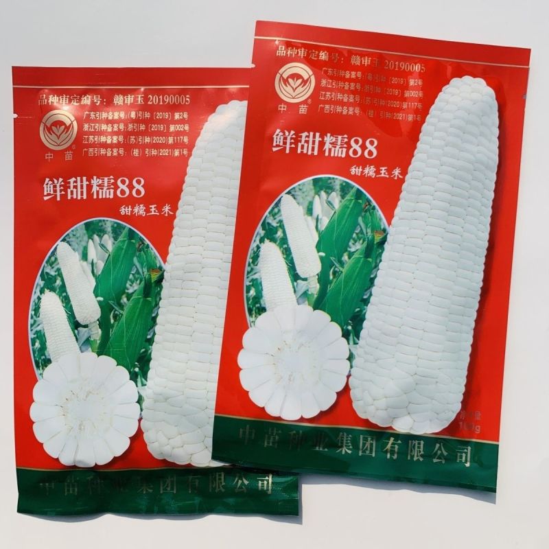 中苗鲜甜糯88玉米种子春秋白色大田糯玉米大棒鲜食糯玉米种