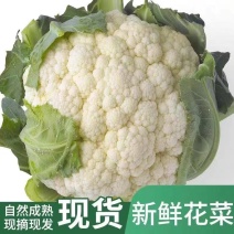 实菜花产地看货论价保质保量量大从优支持视频看货