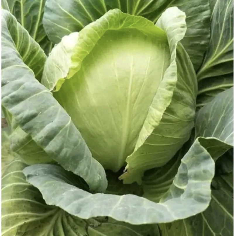 湖北甘蓝圆包菜京丰一号牛心包菜货源稳定整车代发诚