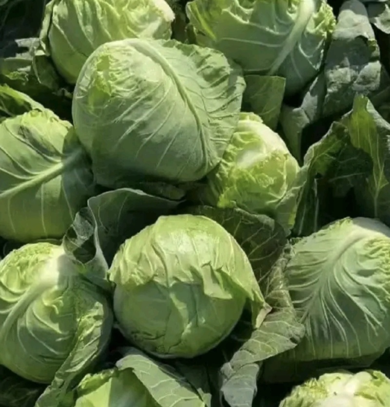 湖北甘蓝圆包菜京丰一号牛心包菜货源稳定整车代发诚